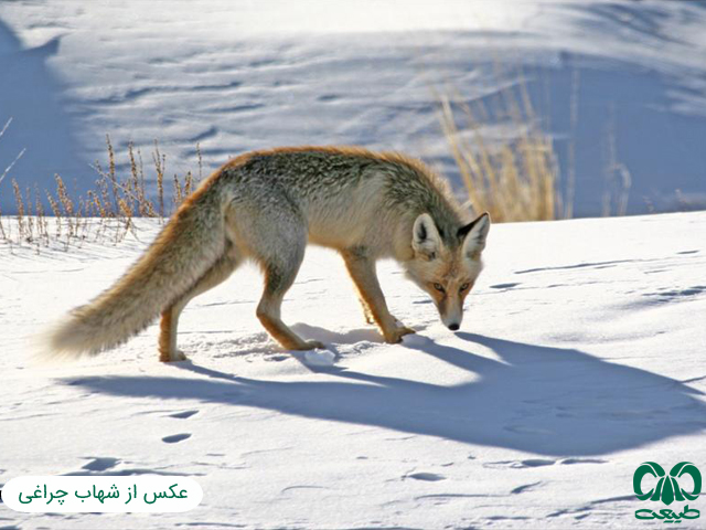  ویژگی‌های ظاهری گونه روباه معمولی